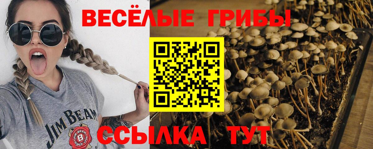 Псилоцибиновые грибы GOLDEN TEACHER  Галлюциногенные грибы GOLDEN TEACHER  Белогорск  Вход с VPN 